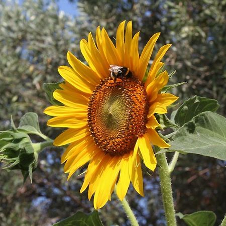 Sunflower Сплит Экстерьер фото
