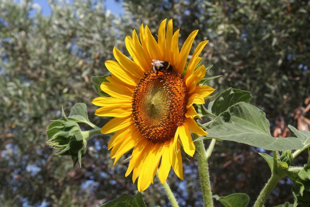 Sunflower Сплит Экстерьер фото